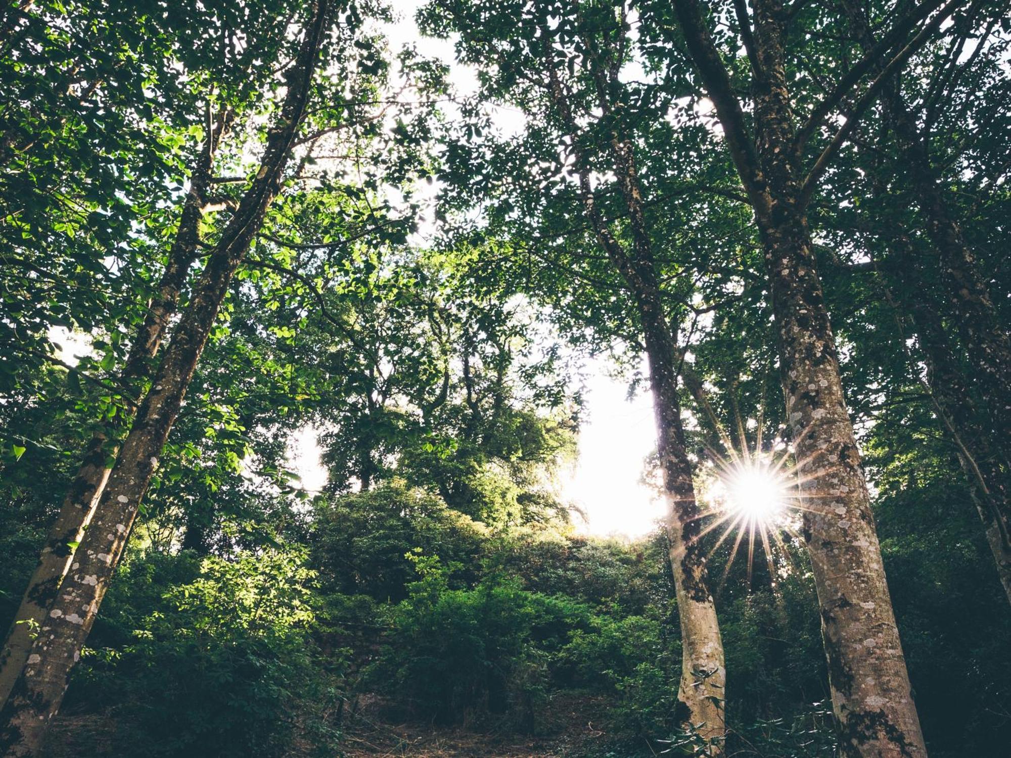 The Forest At Mount Congreve Gardens Kilmeaden Extérieur photo