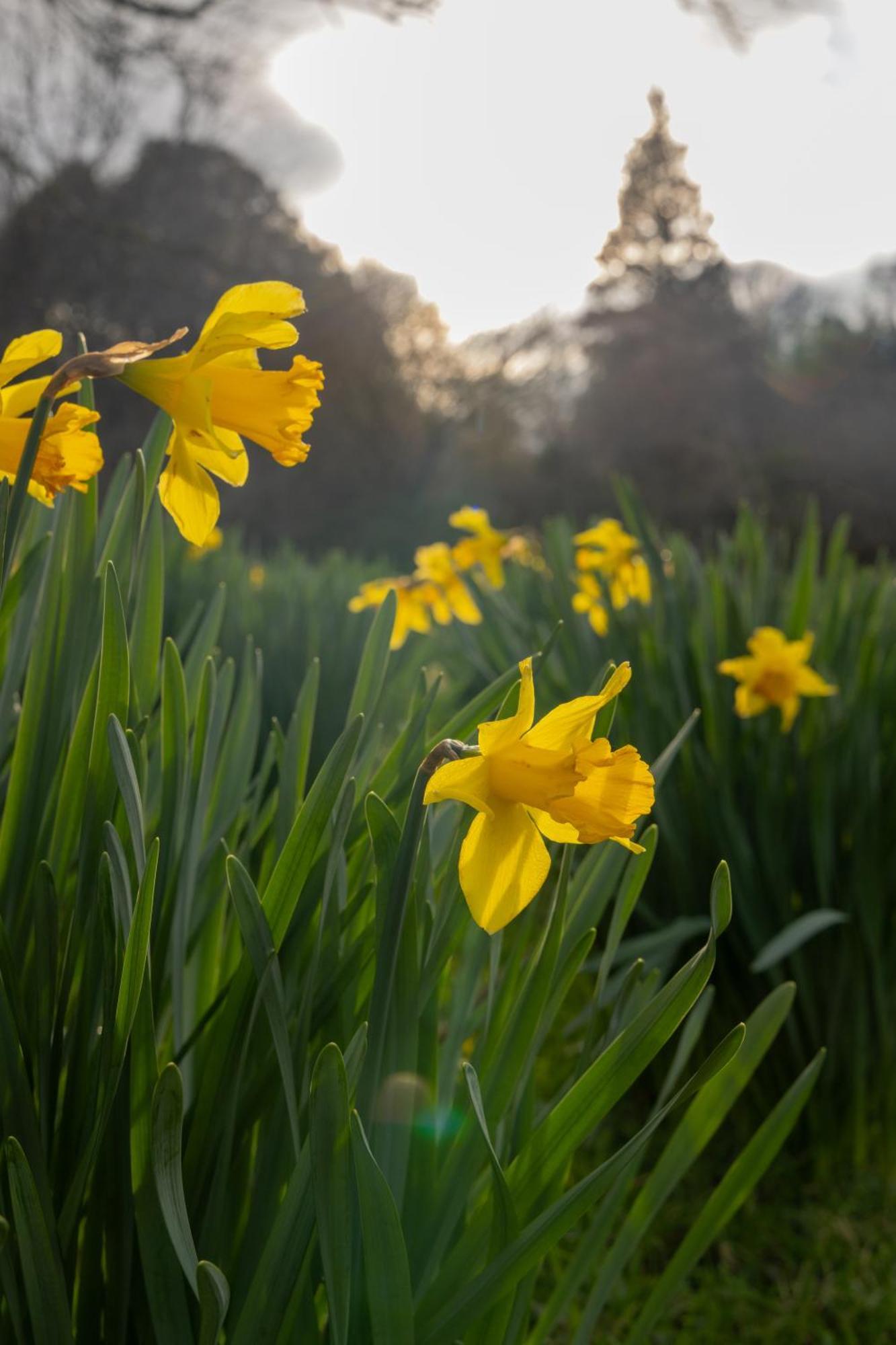 The Forest At Mount Congreve Gardens Kilmeaden Extérieur photo